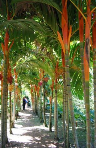 Muda de palmeira Areca vestiaria com 1,40 m de altura