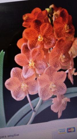 Orquídea Vanda laranja