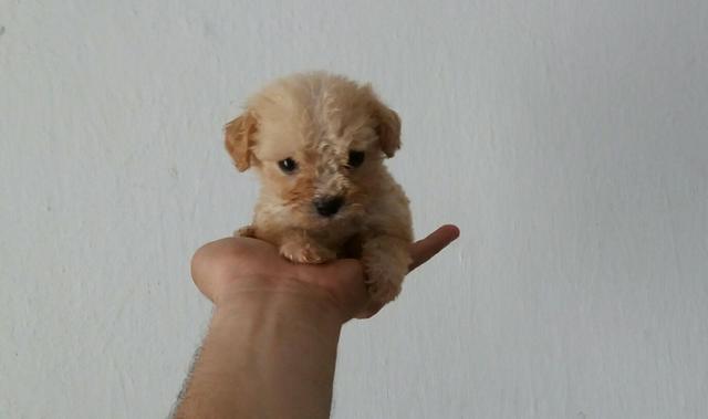 Poodle TOY Mini Mini Mini! !!!!!!!