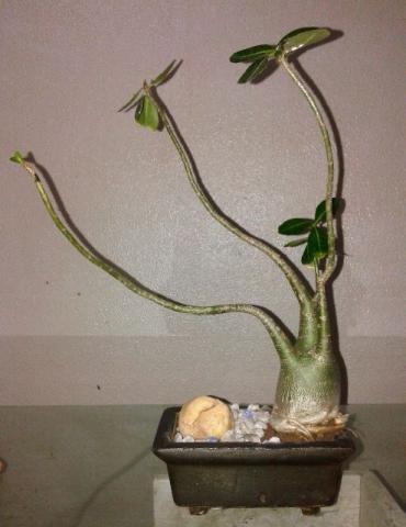 Adenium (rosa do deserto) com vaso de concreto