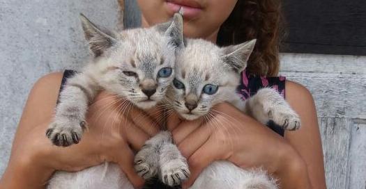 Gatinhos olhos azuis para adoção