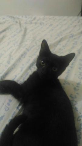 Gato preto doando