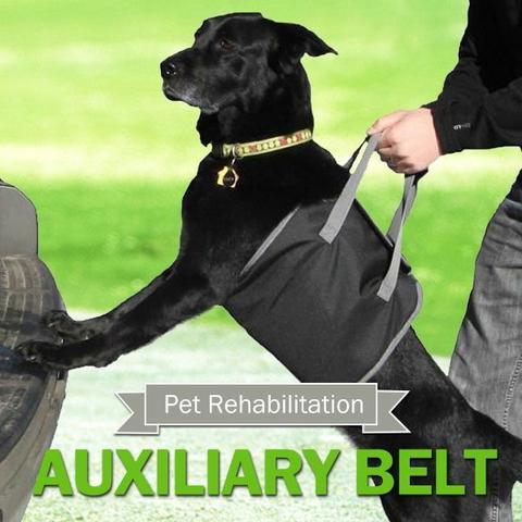 Suporte, cinta, apoio para cães em reabilitação