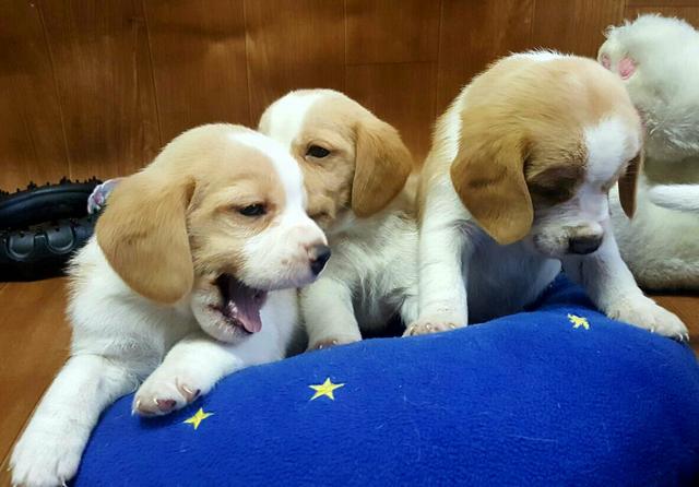 Lindos bebes de beagle