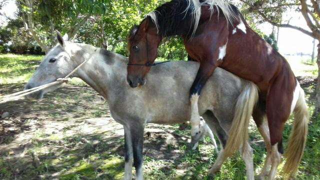 Cavalo Pampa de Castanho