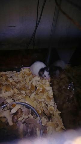 Rato topolino