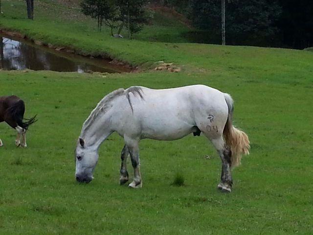 Cavalo Crioulo Puro