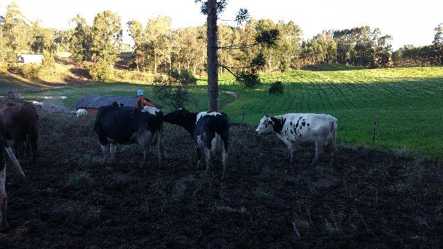 Vacas holandesas