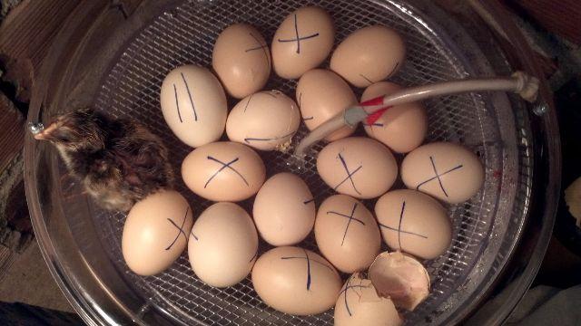 Chocadeira 30 ovos manual