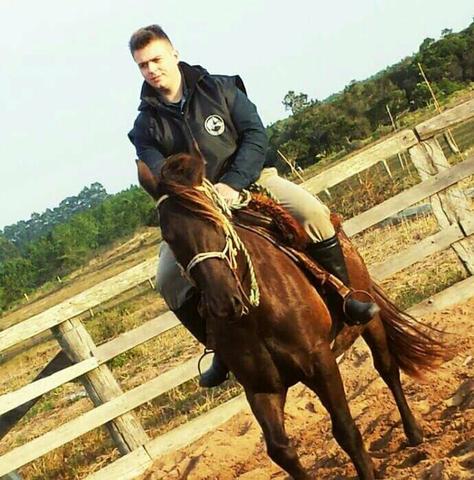 Cavalo Crioulo manso