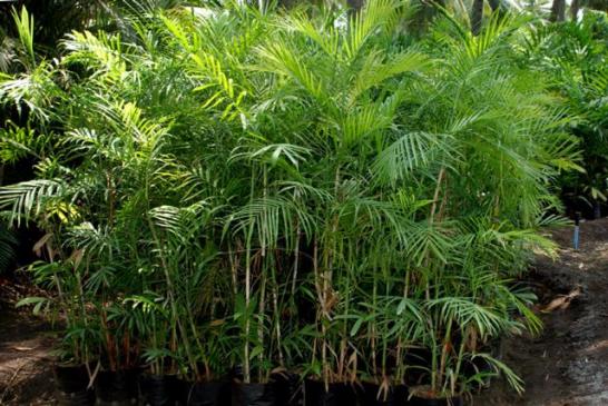 Chamaedorea seifrizii (chamedórea-bambu)