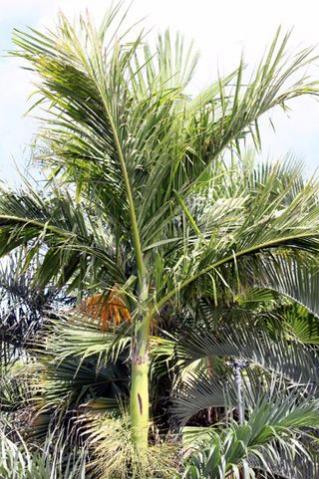Palmeira Areca catechu