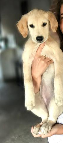 Labradora 3 meses