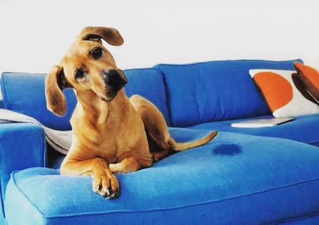 Seu cachorro fez xixi no sofá?