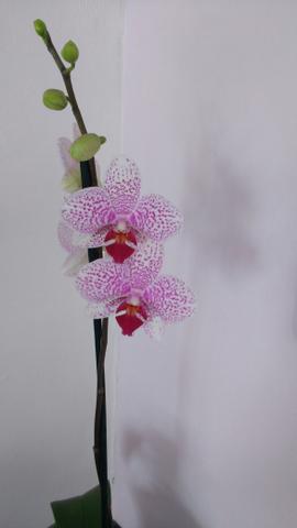 Imperdível Linda orquídea florida