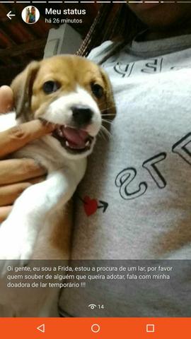 Beagle com labrador