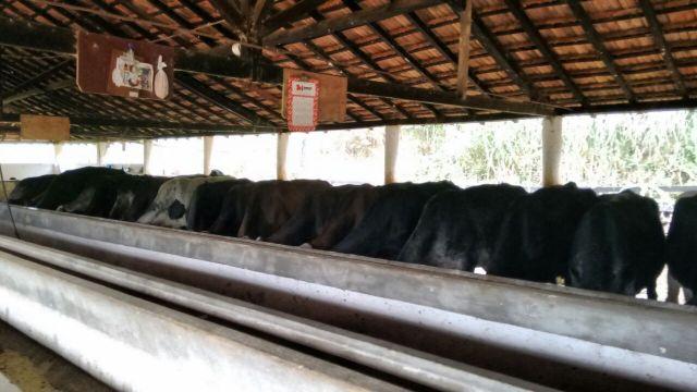 30 vacas leiteiras girolando