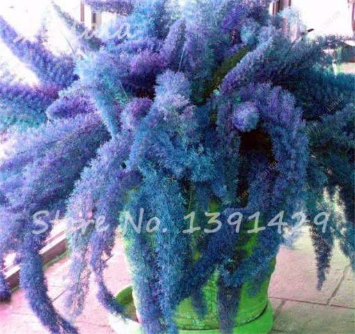 10 sementes importadas de samambaia azul foxtail