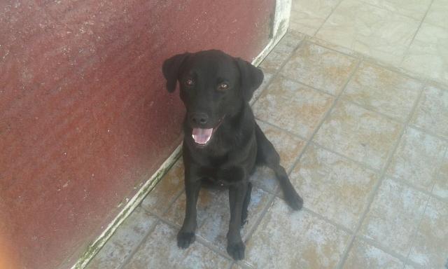 Cachorro Labrador!!!