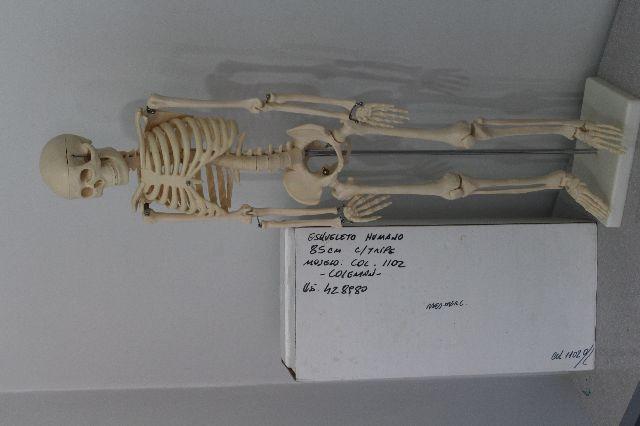 Esqueleto Humano 85cm - Coleman 