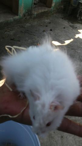 Hamster sírio angorá Albino !
