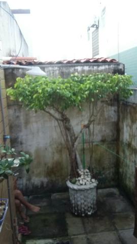 Ficus sobreiro