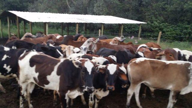 Um lote de vacas