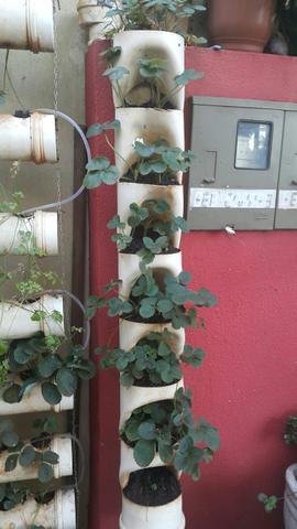 Plantio de moranguinho Caseiro em PVC