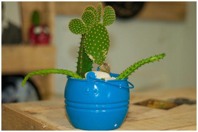 Vaso com cactus e suculentas