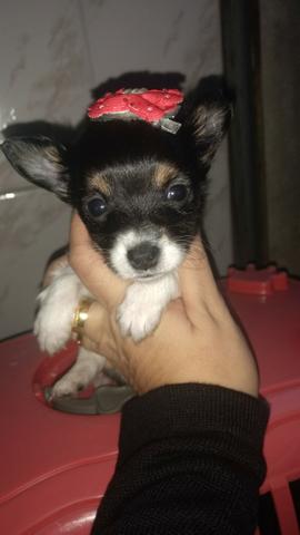 Fêmea Chihuahua x pinscher mini
