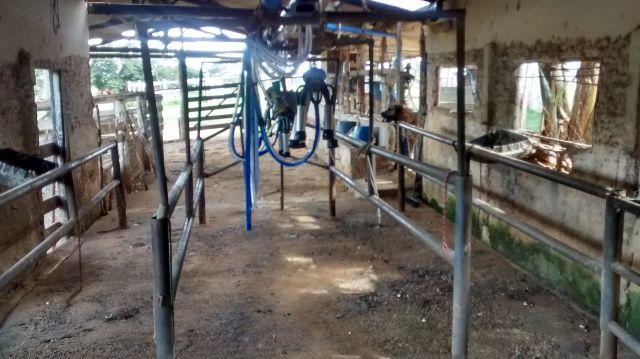 Ordenhadeira para 04 vacas em Luziania