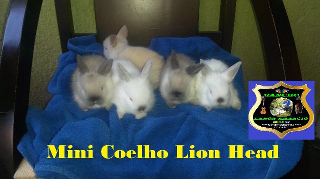 Mini Coelho Espécie Lion Head