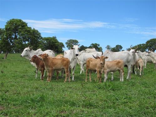 50 Vacas Nelore vazia não e Holandesa Jersey Tabapuā Zebu