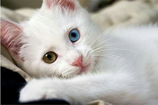 Doaçao de um belissimo gato albino