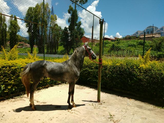 Cavalo MM