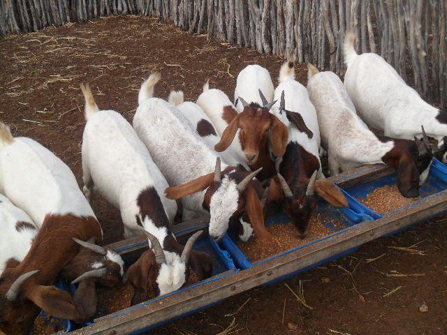 Novinhas de cabras boer