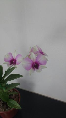 Promoção Orquídea