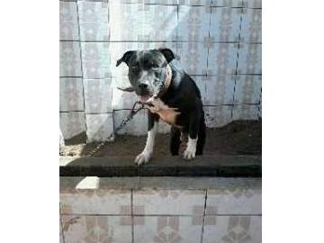 Doa-se Cão Pit Bull Terrier