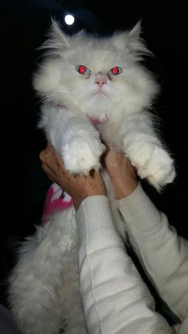 Gatinha persa branca neve com olhos azuis