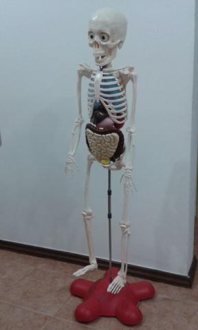 Esqueleto Coleção Corpo Humano Editora Abril