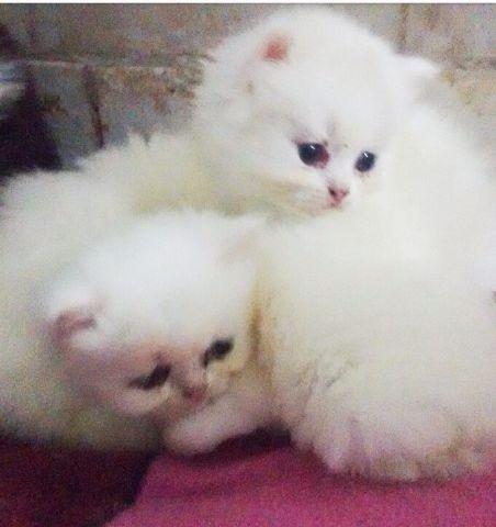 Gato persa Branco fêmea e macho