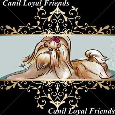Canil Loyal Friends (shih tzu)