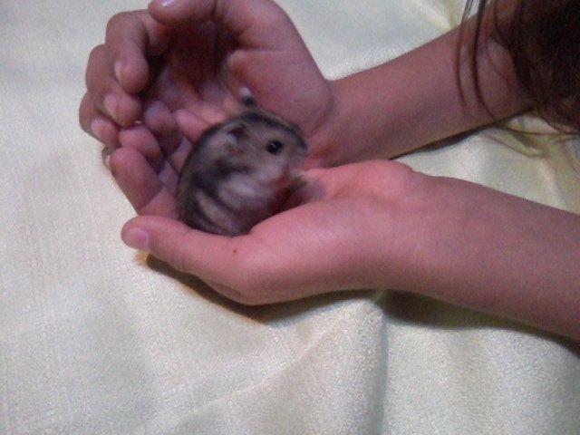 Hamster anão russo (hamster chinês)