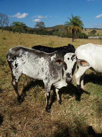 Novilha vaca Bezerra betim