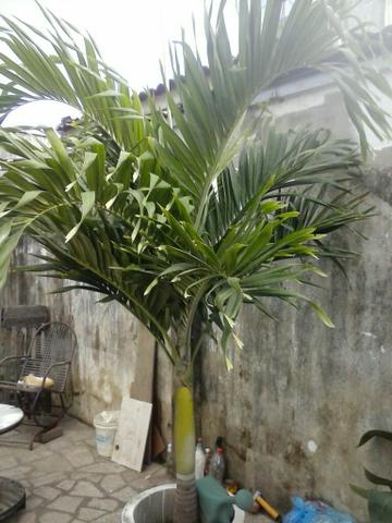 Palmeira indiana