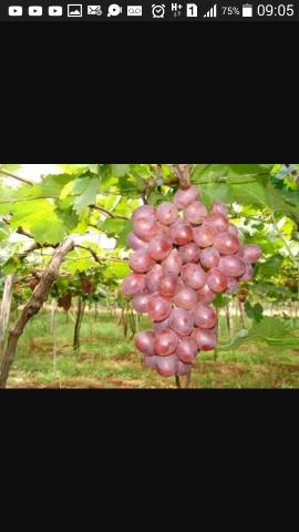 Vendo mudas de uva rubi. enxertadas