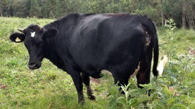 Vaca raça holandês