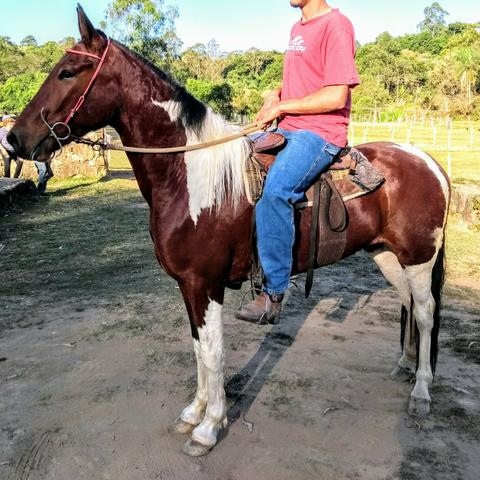 Cavalo Manga larga paulista - ocasião