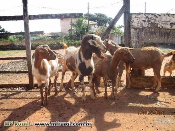 Criações de bodes e cabras para recria