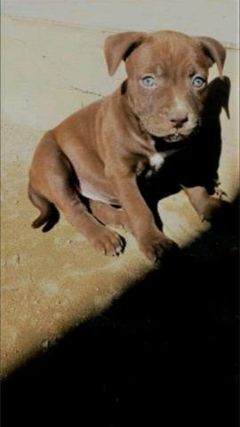 Pitbull red nose